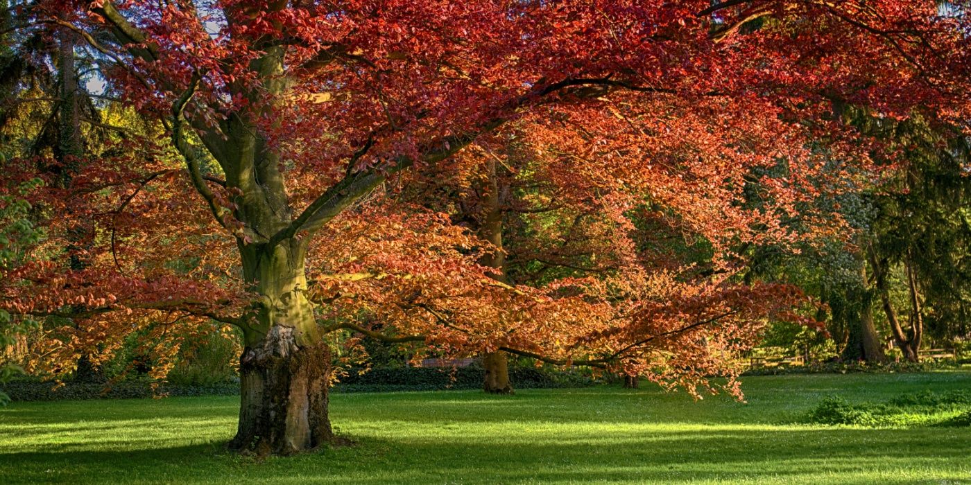 ＊Autumn＊ Vibrant Fall Hues: 6 Plants With the Brightest Seasonal Colors