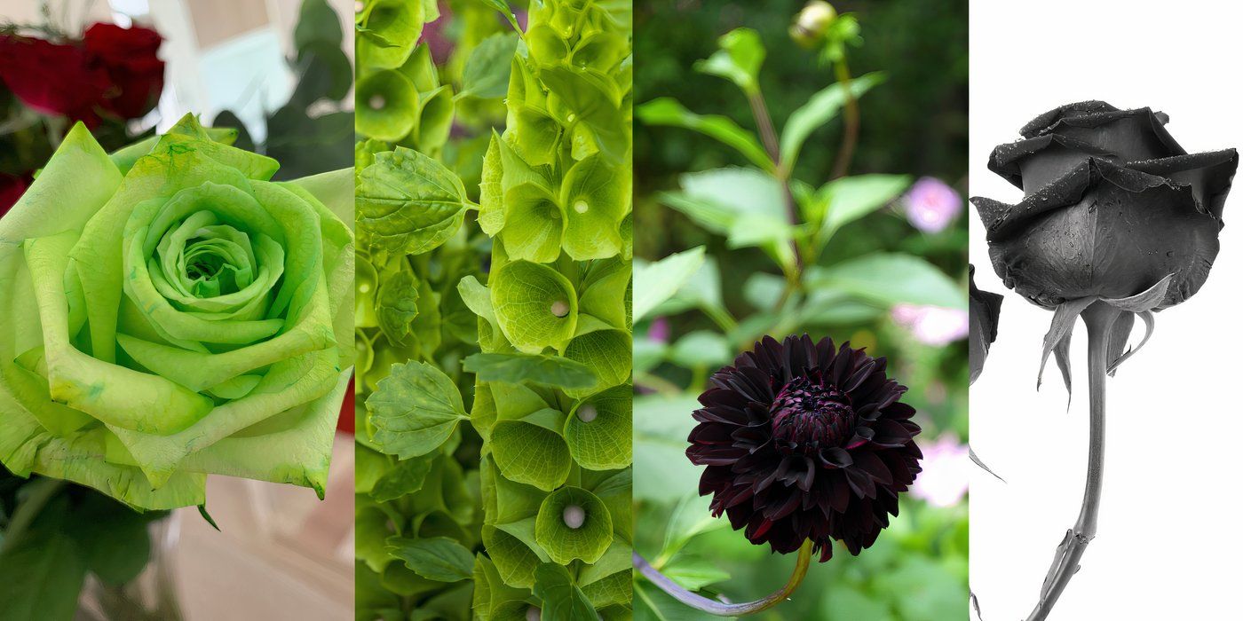 House of the Dragon: Declare Your Loyalty With Black or Green Flowers