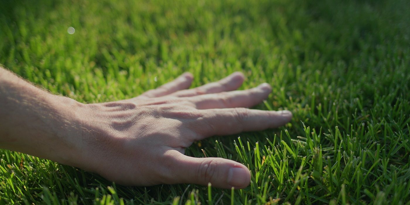 Find Out How to Keep Your Lawn Green This Summer