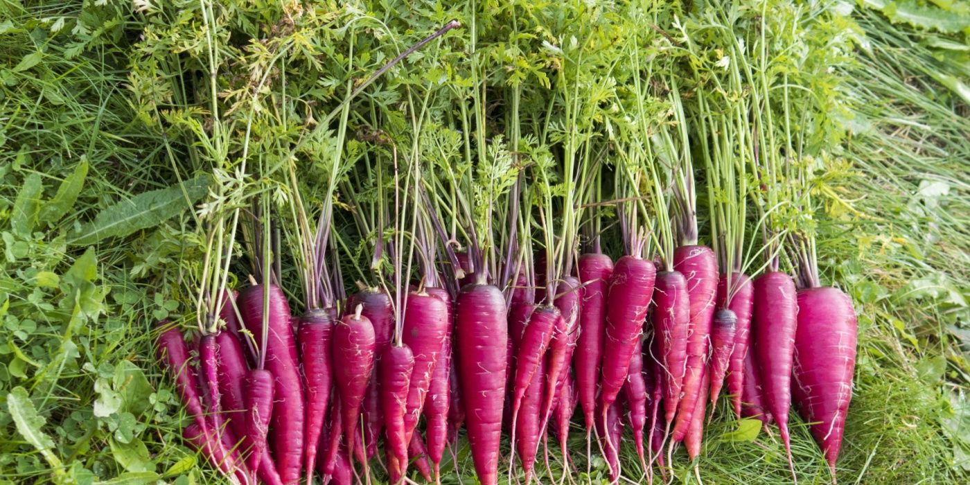 purple-vegetables-to-grow-in-trendy-home-gardens