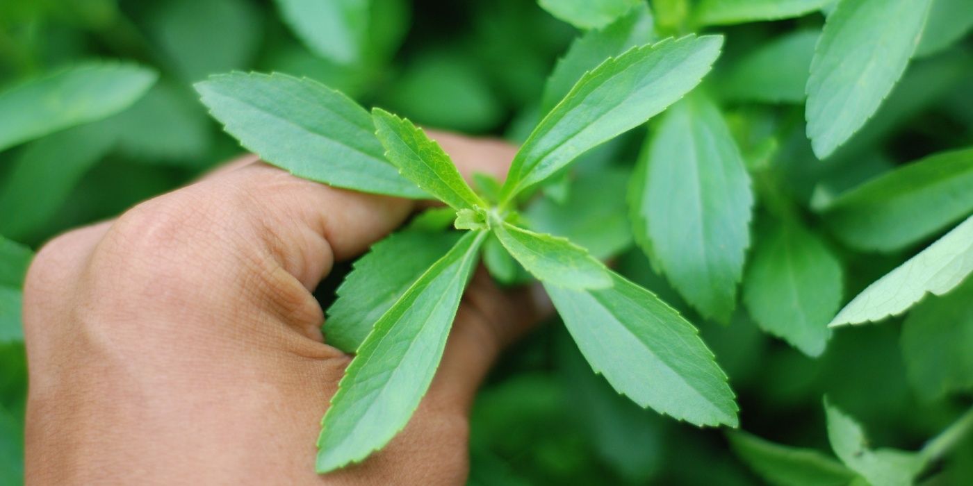 Create Your Own Functional Tea Garden With These 5 Plants
