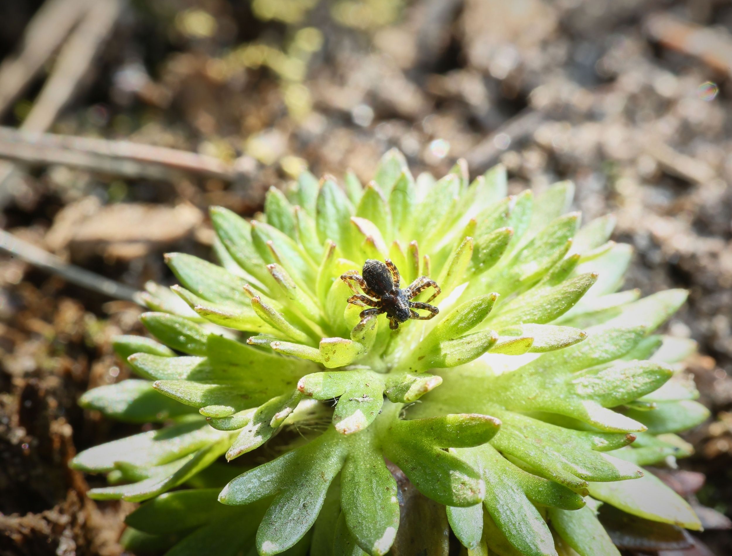 are-house-spiders-garden-pests-of-friends