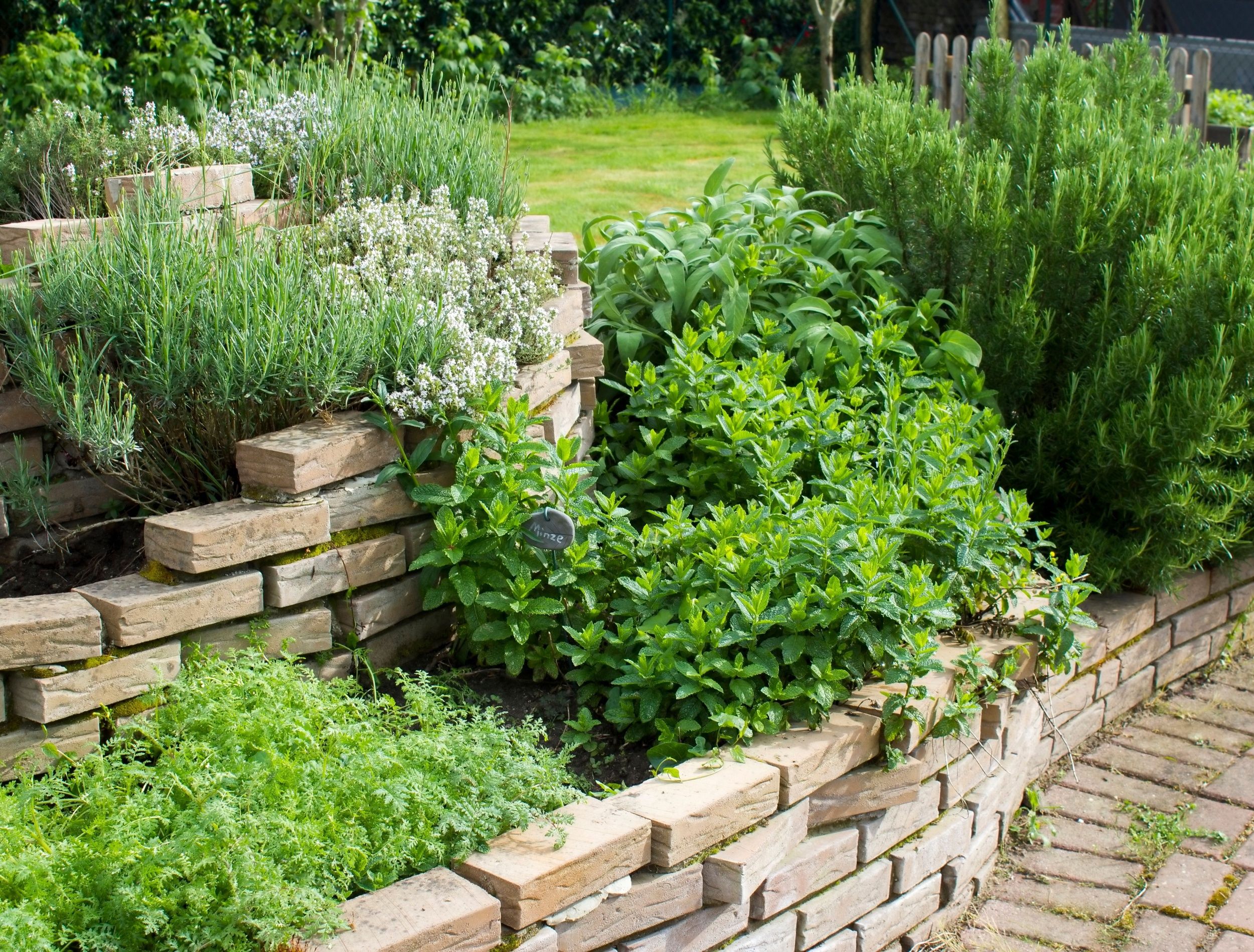 Landscaping steps filled with healthy herbs