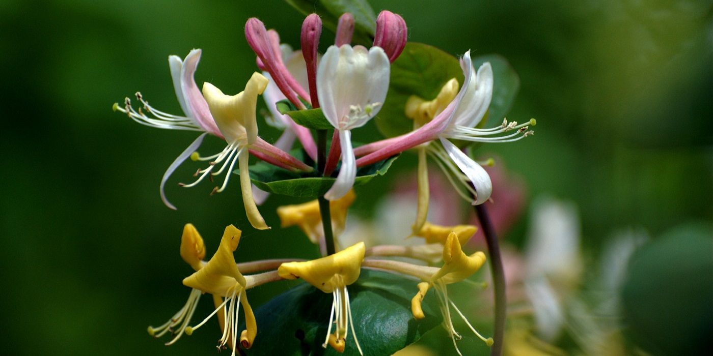 Add Flowering Vines and Climbers to Your Landscape