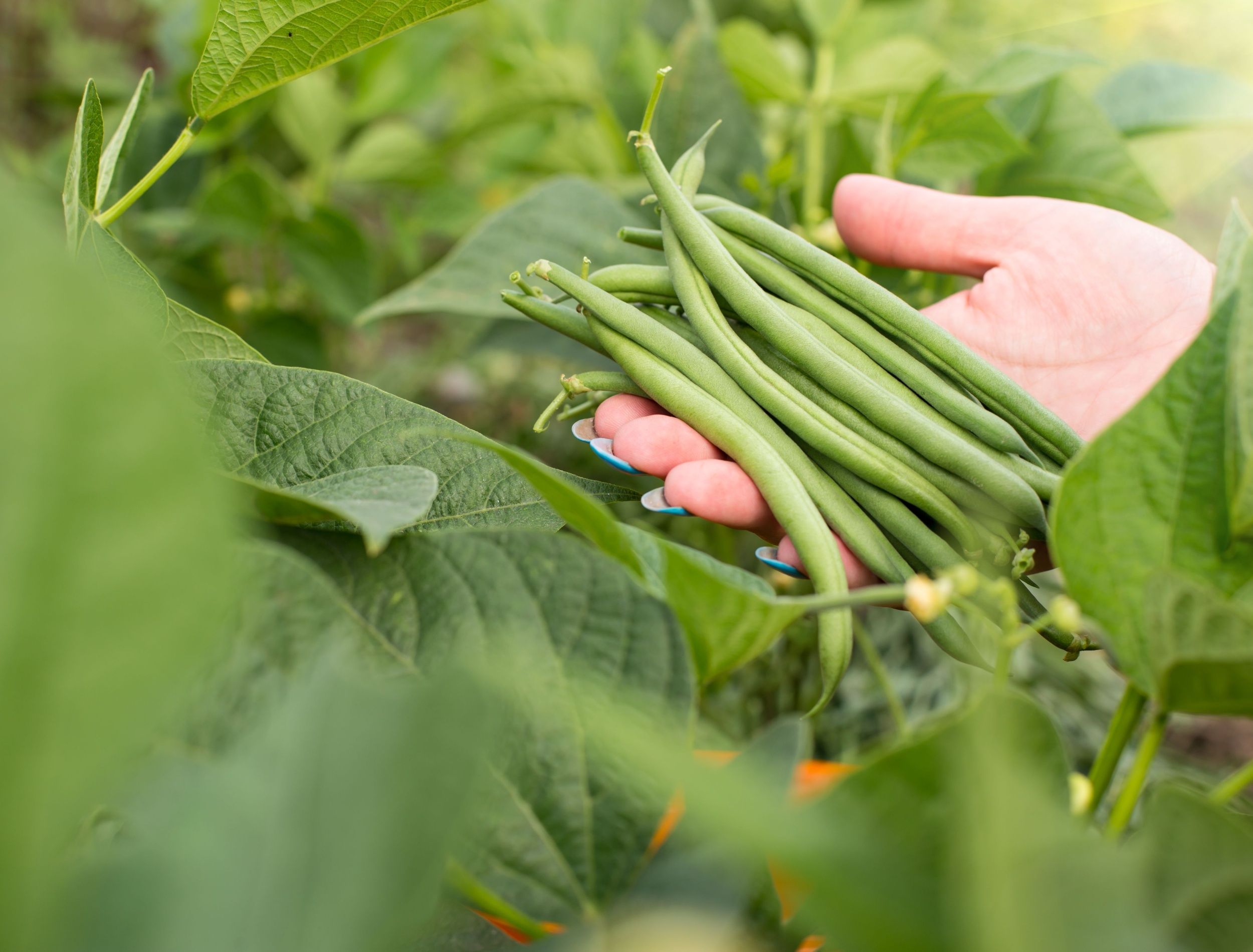 Growing Vegetables in July: 7 Summer Veggies To Cultivate