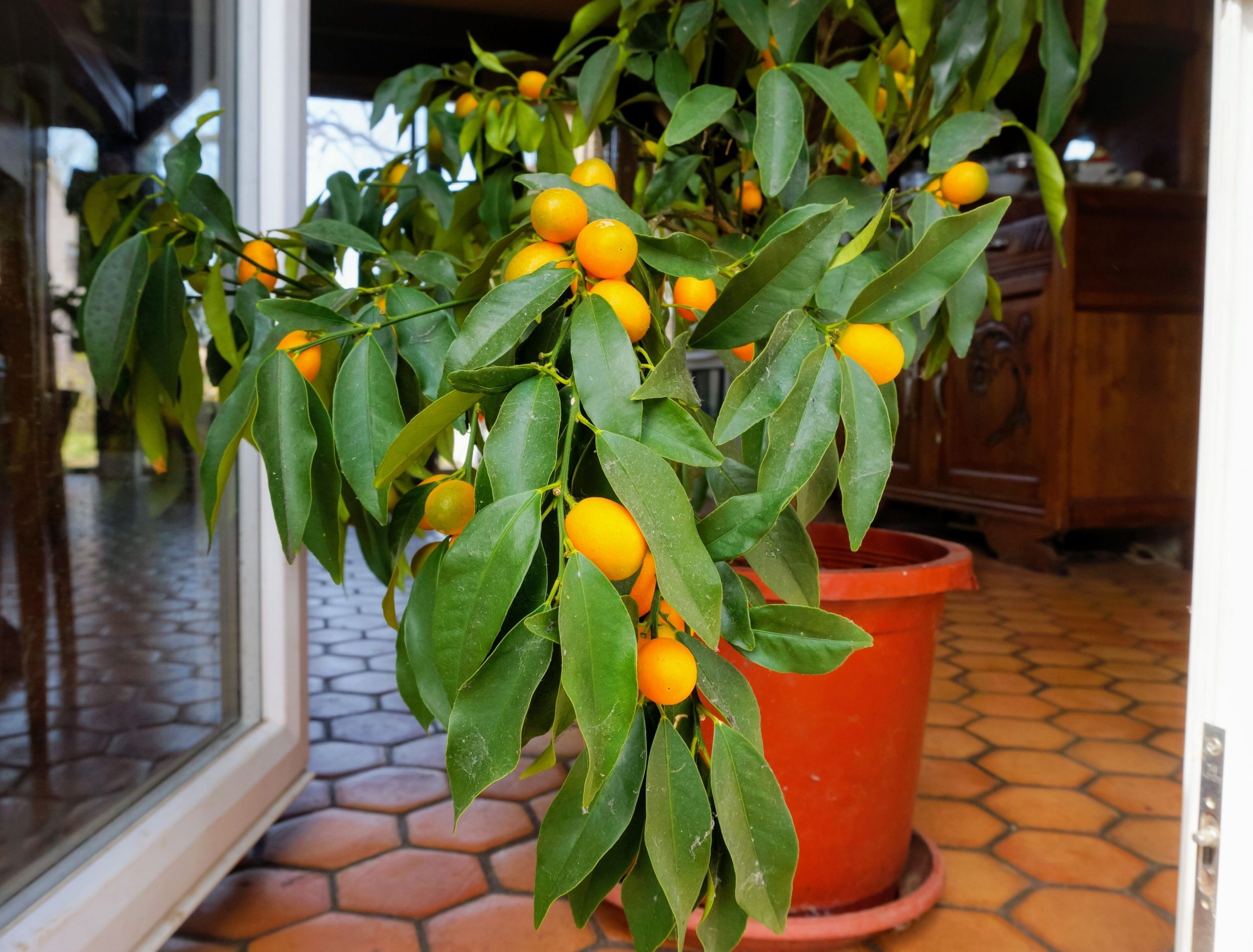 6 fruit trees for apartment dwellers