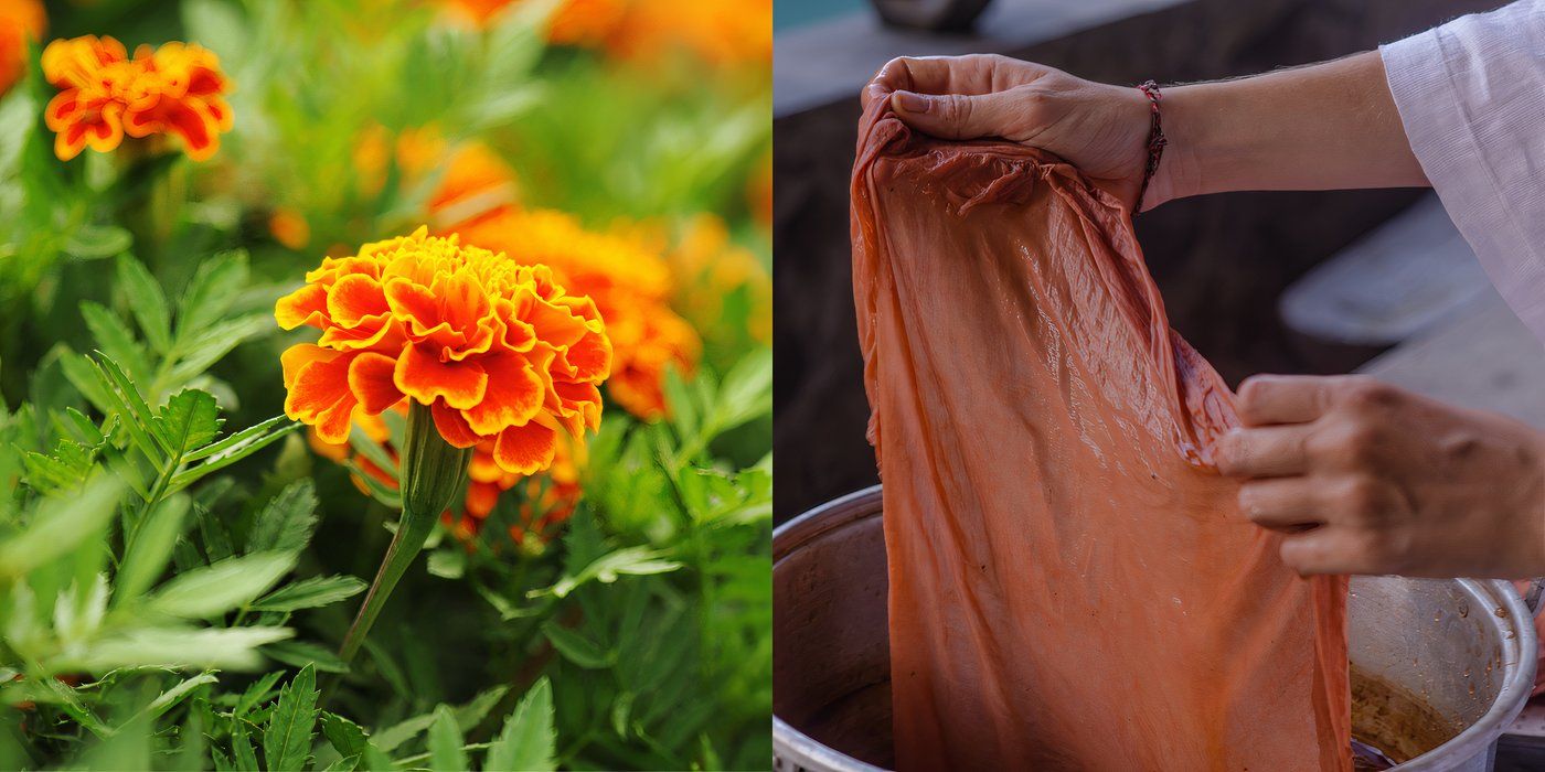 Natural Plant Dyes: Create a Dye Garden in Your Backyard