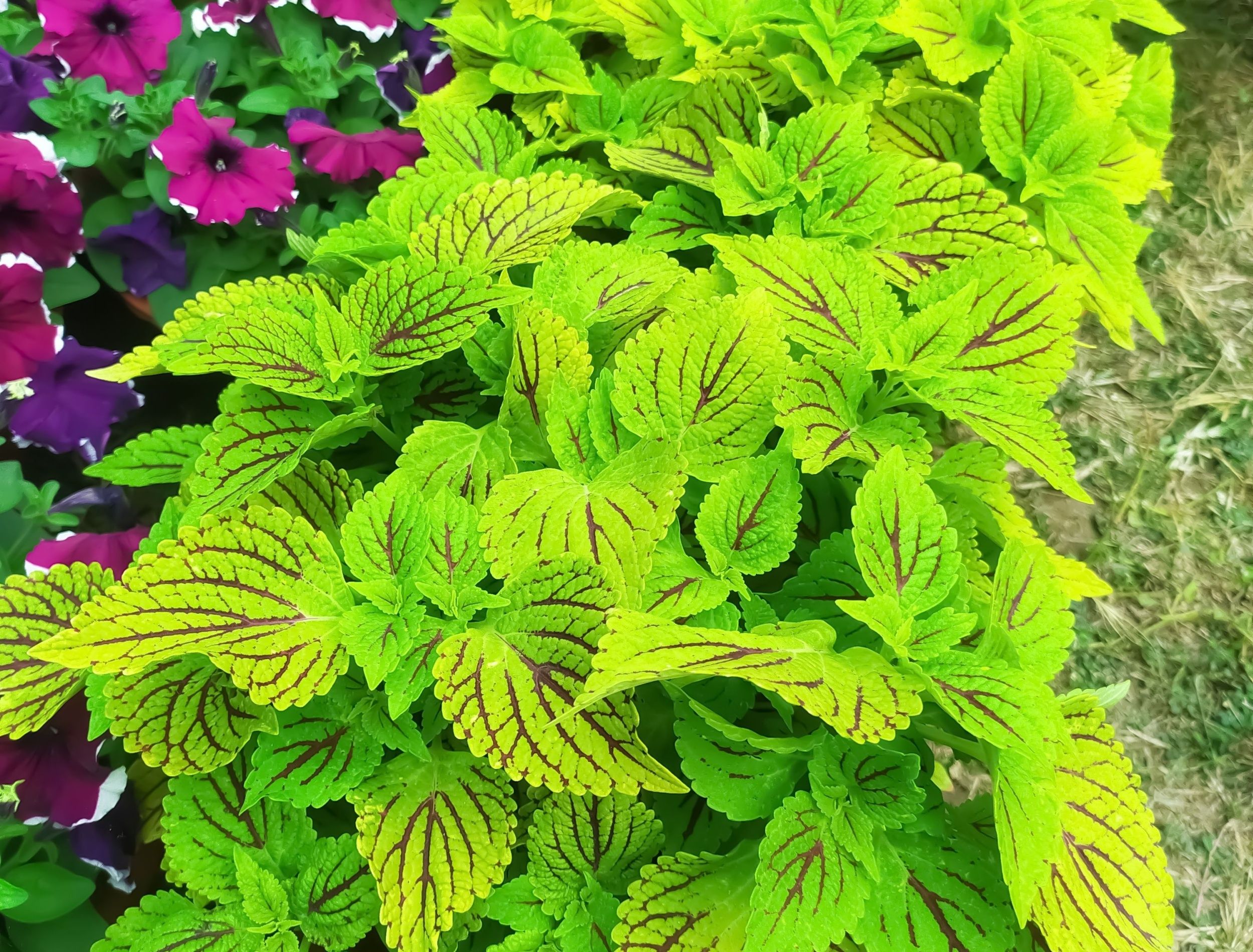 Neon Plants: Showcase These Colorful Plants in a Glow Garden