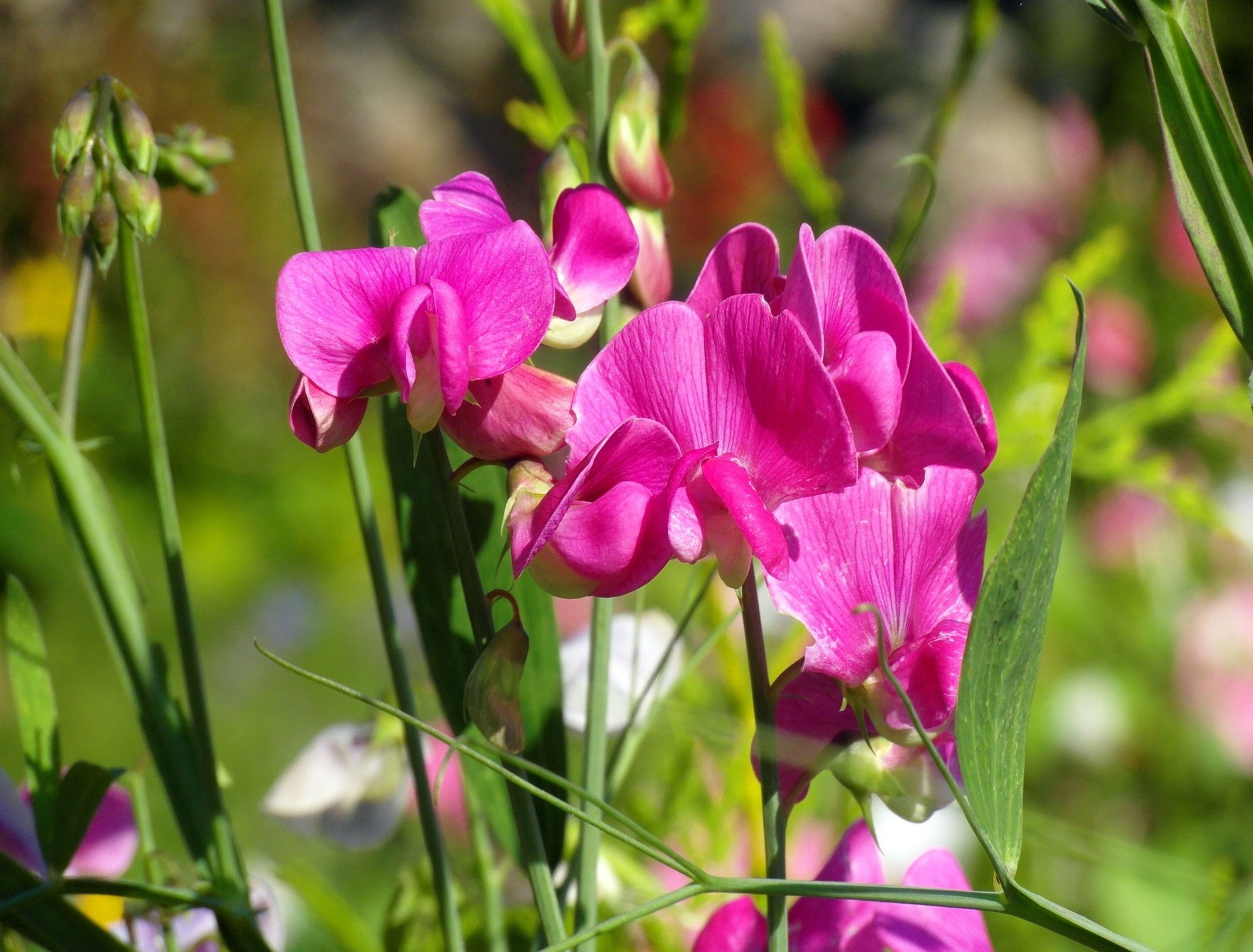 The Ultimate Guide to Growing Sweet Peas