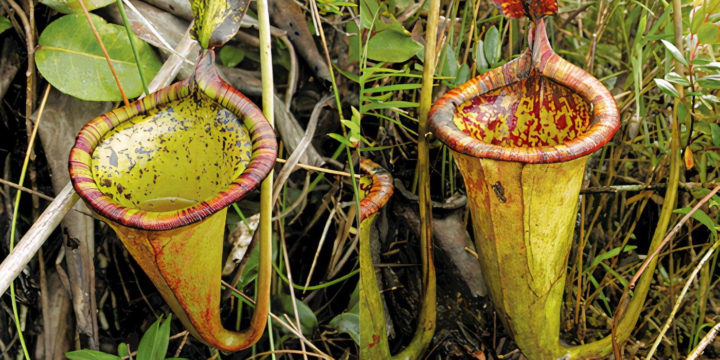 10 Weird Plants: Explore Some Of The Strangest Plants In The World