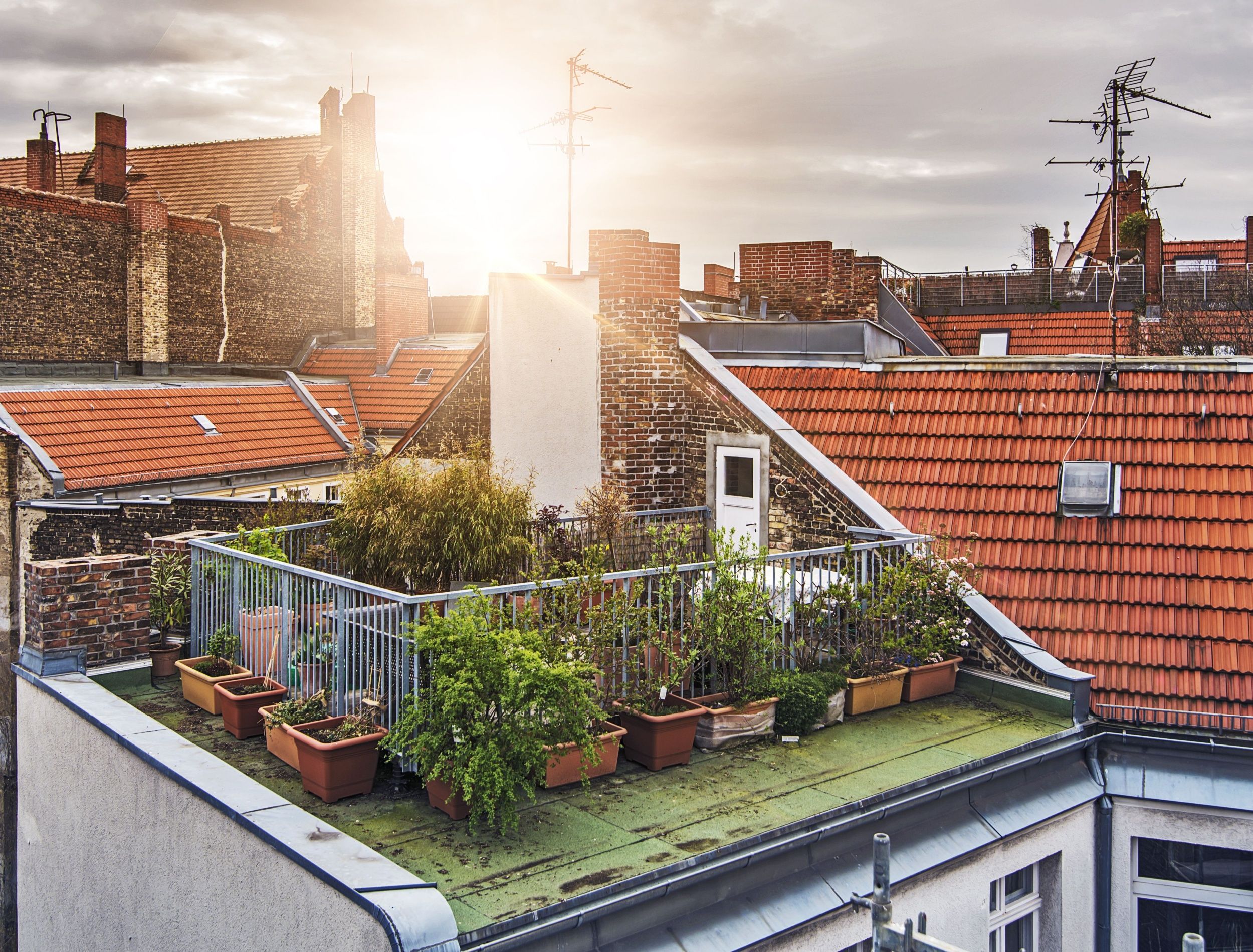 A Beginner's Guide to Starting a Roof Garden: 7 Easy Steps