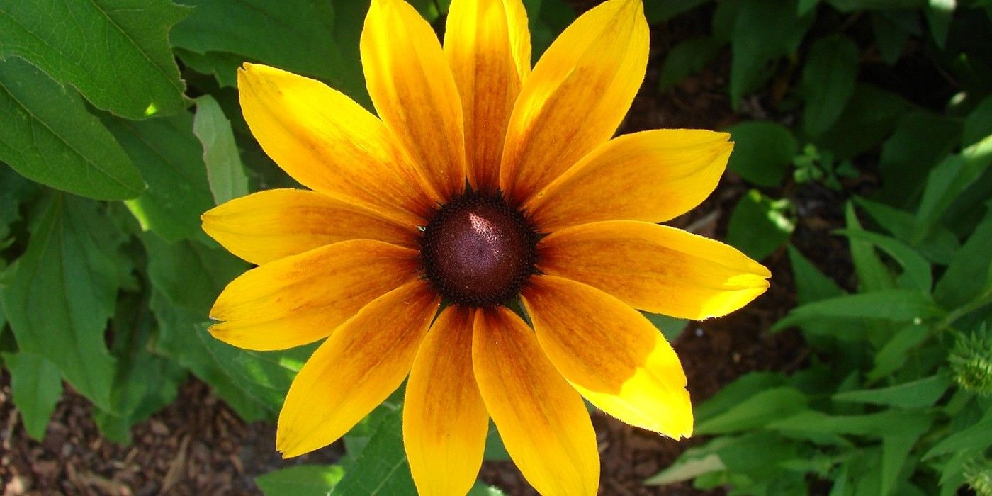 What's the Difference Between Cultivar, Nativar, and Native Plants?