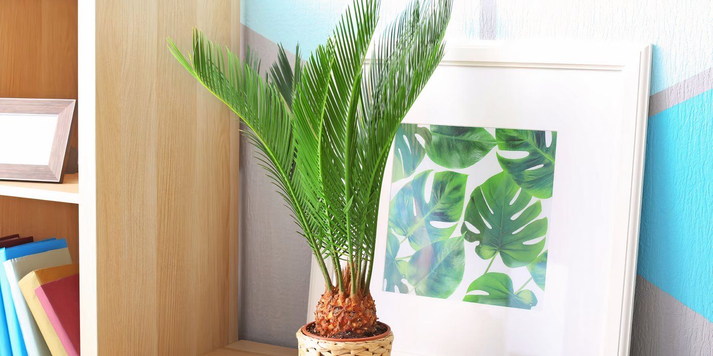 PetFriendly Gardens 5 Toxic Garden Plants to Replace Now