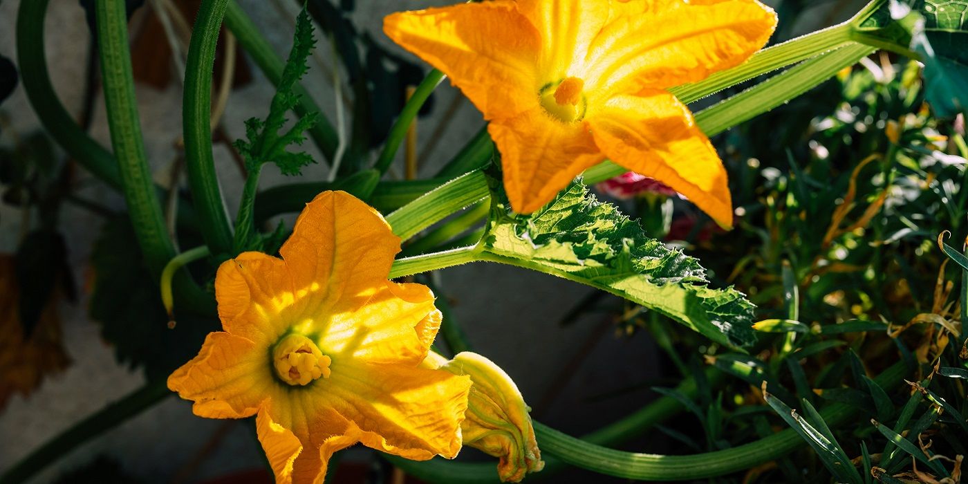 Harvest Summer Squash the Right Way