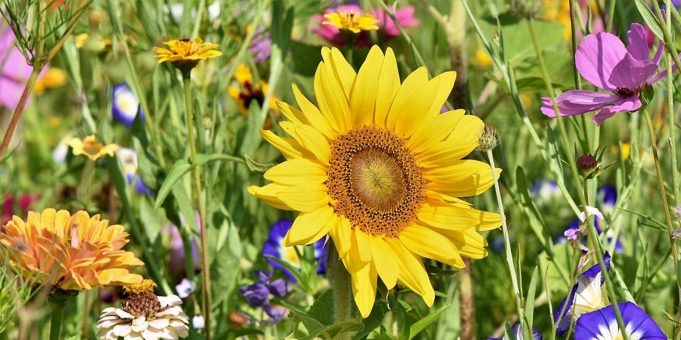 邦楽 Believe In Tomorrow Sunflower's Garden Believe In Tomorrow | Hunterpedia | Fandom