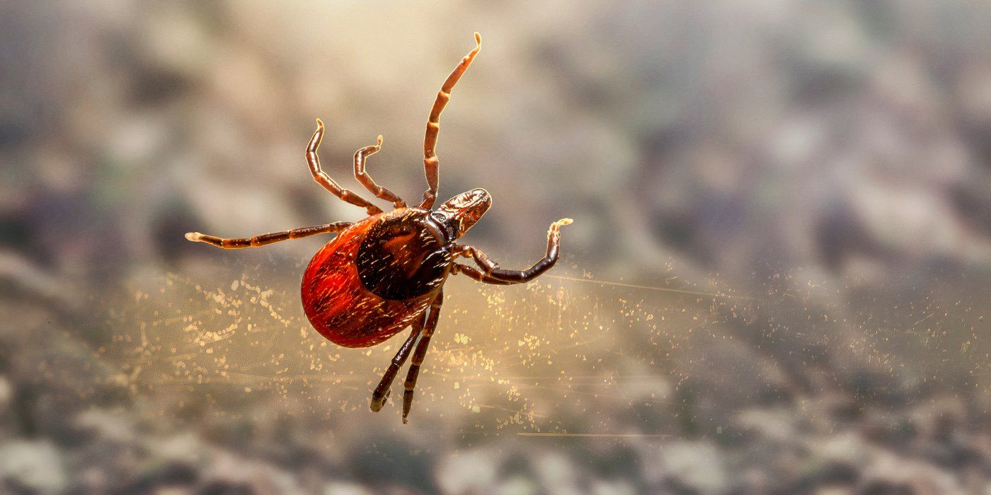 Flying Ticks: Learn Effective Pest Control Strategies To Stay Safe