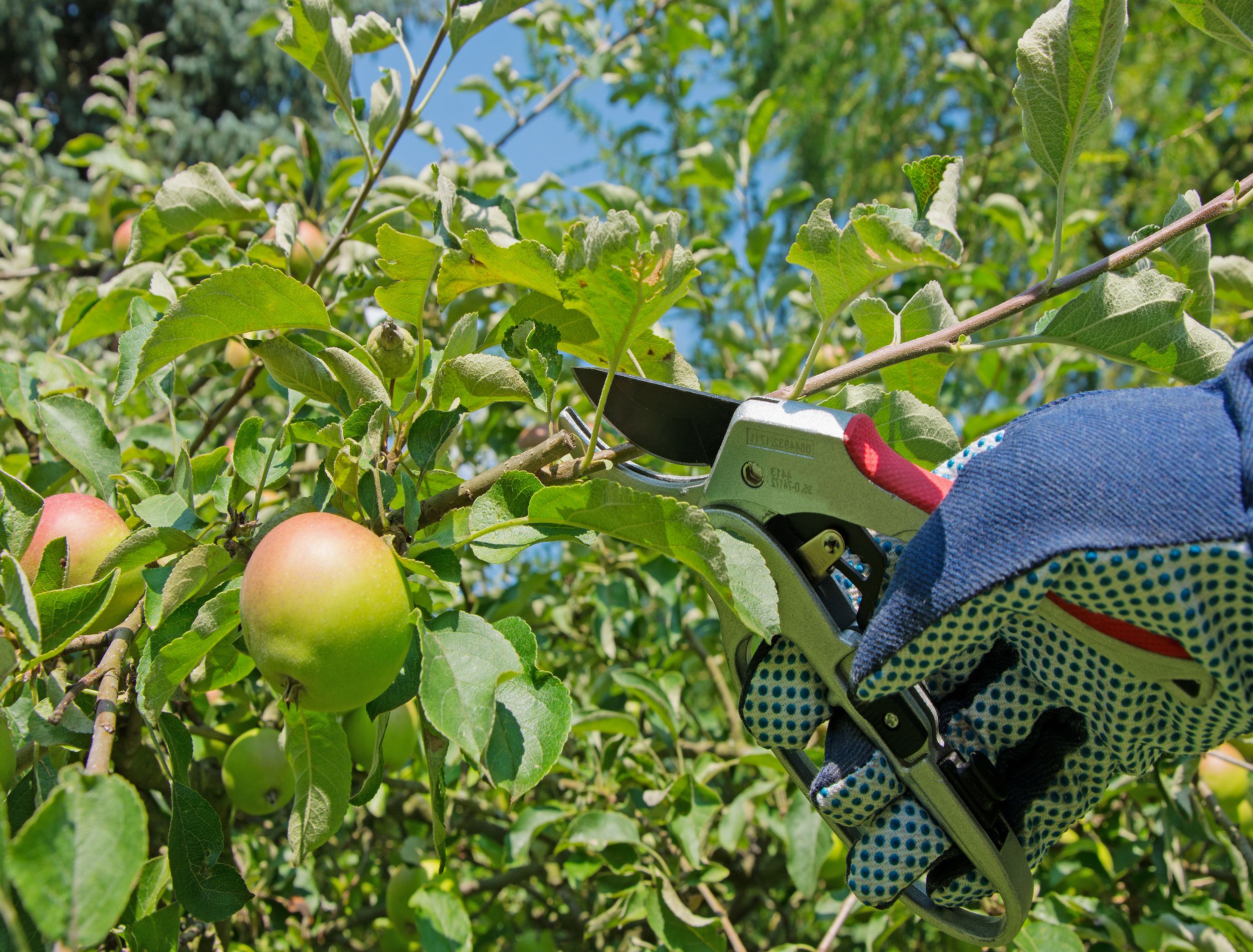 Elevate Your Garden Game: Pro Tips for Thinning Fruit Trees