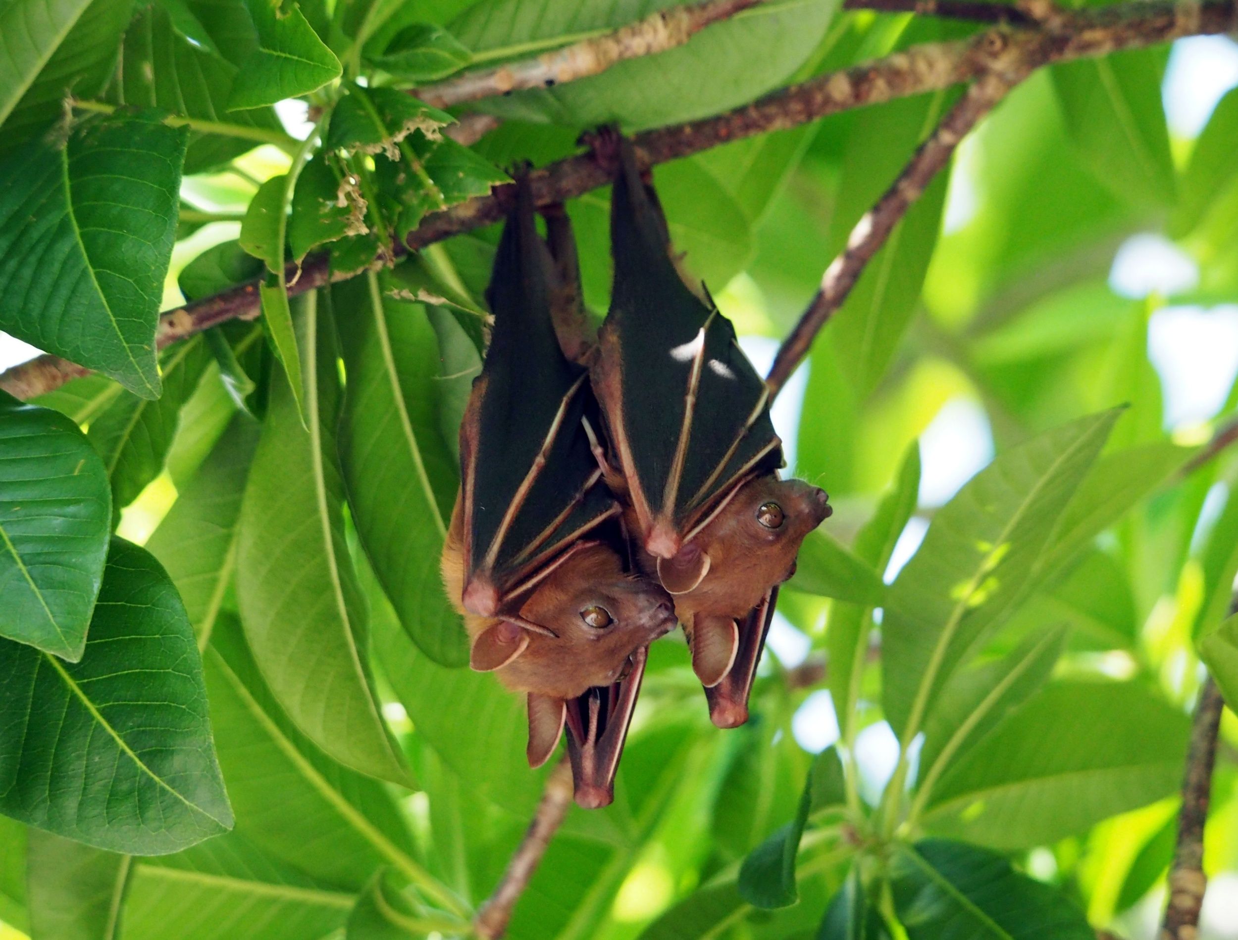 The Perks of Having Bats in Your Garden and How to Attract Them