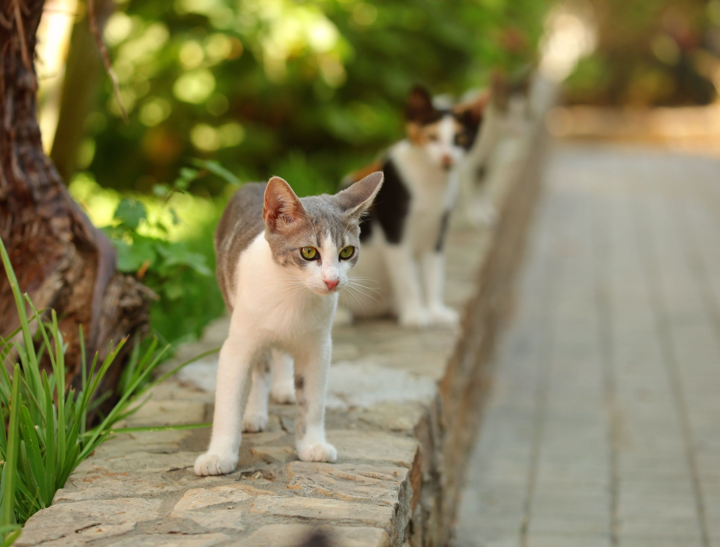 learn-how-to-get-rid-of-stray-cats-safely-and-effectively