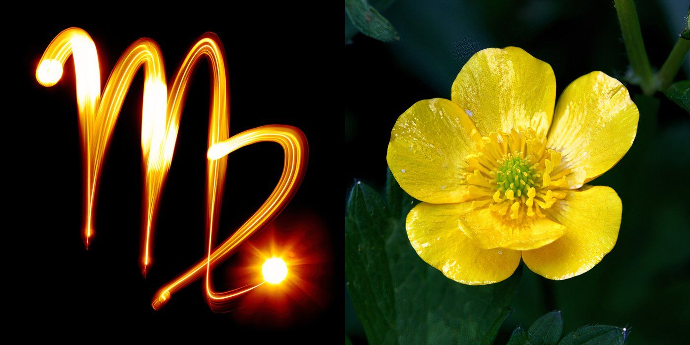 Zodiac Sign Flowers 12 Stunning Options For Your Garden Design