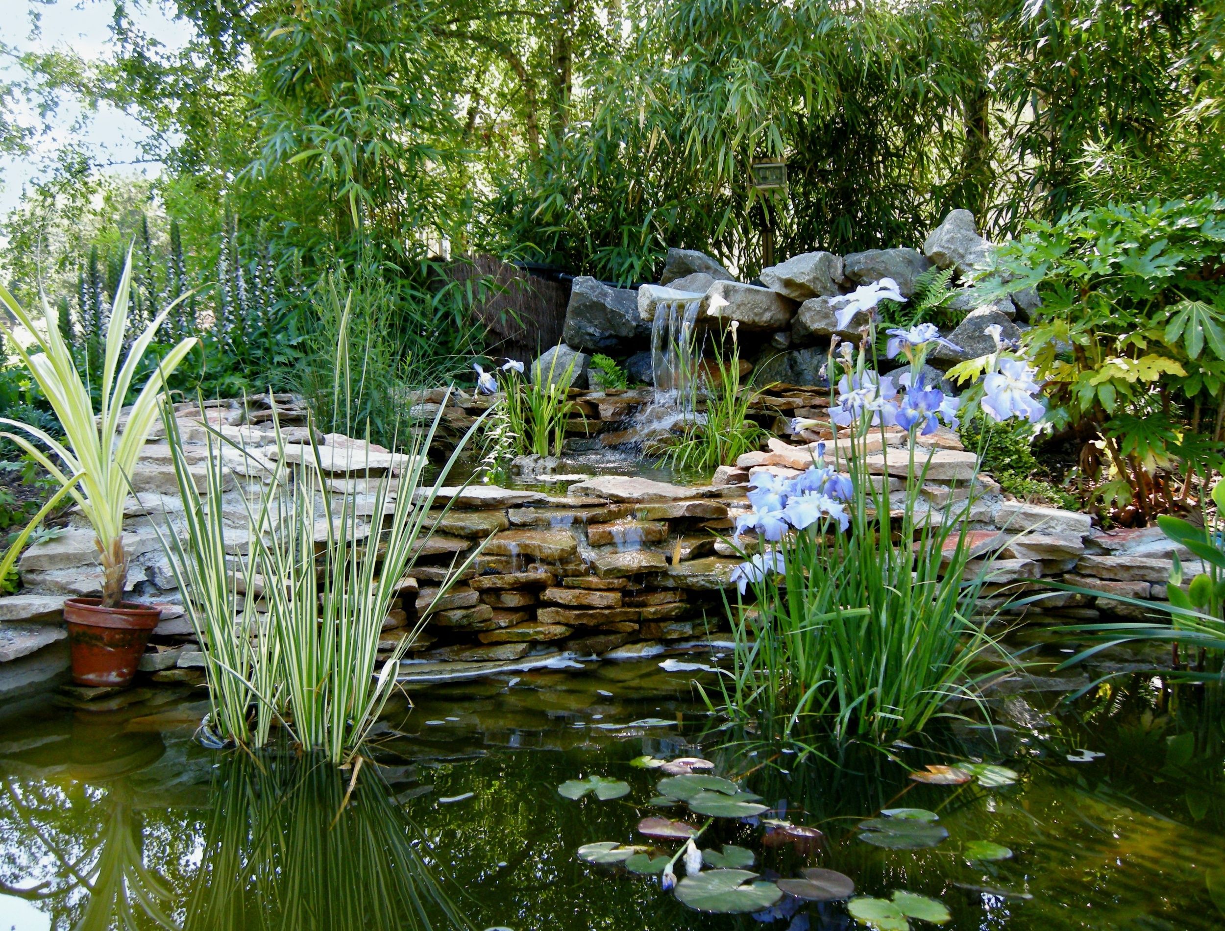 Top Water Garden Trends for a Stunning Landscape