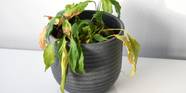 Understanding Your Plant 6 Signals It Needs Care Understanding Your Plant 6 Signals It Needs Care