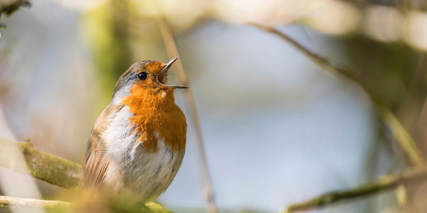 Learn How to Make Bird Calls