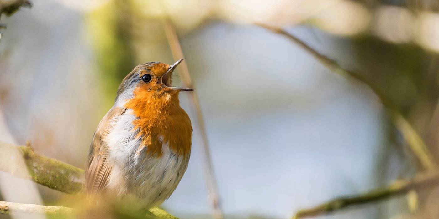 Acme A254 - Richiamo Per Uccelli, Modello Skylark, Fischietto Da Caccia O Birdwatching