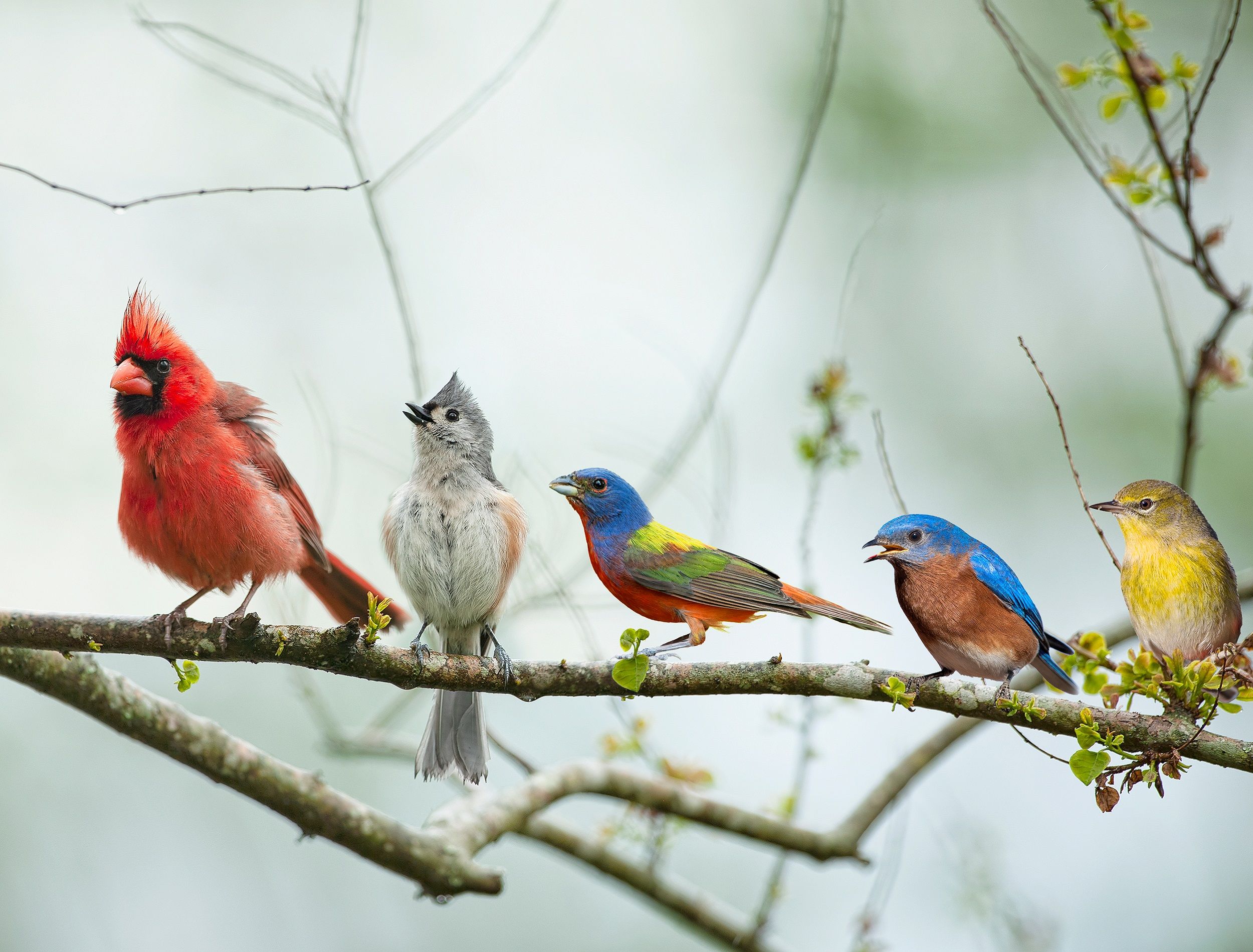 Essential Late Summer Birds and Their Ecological Role