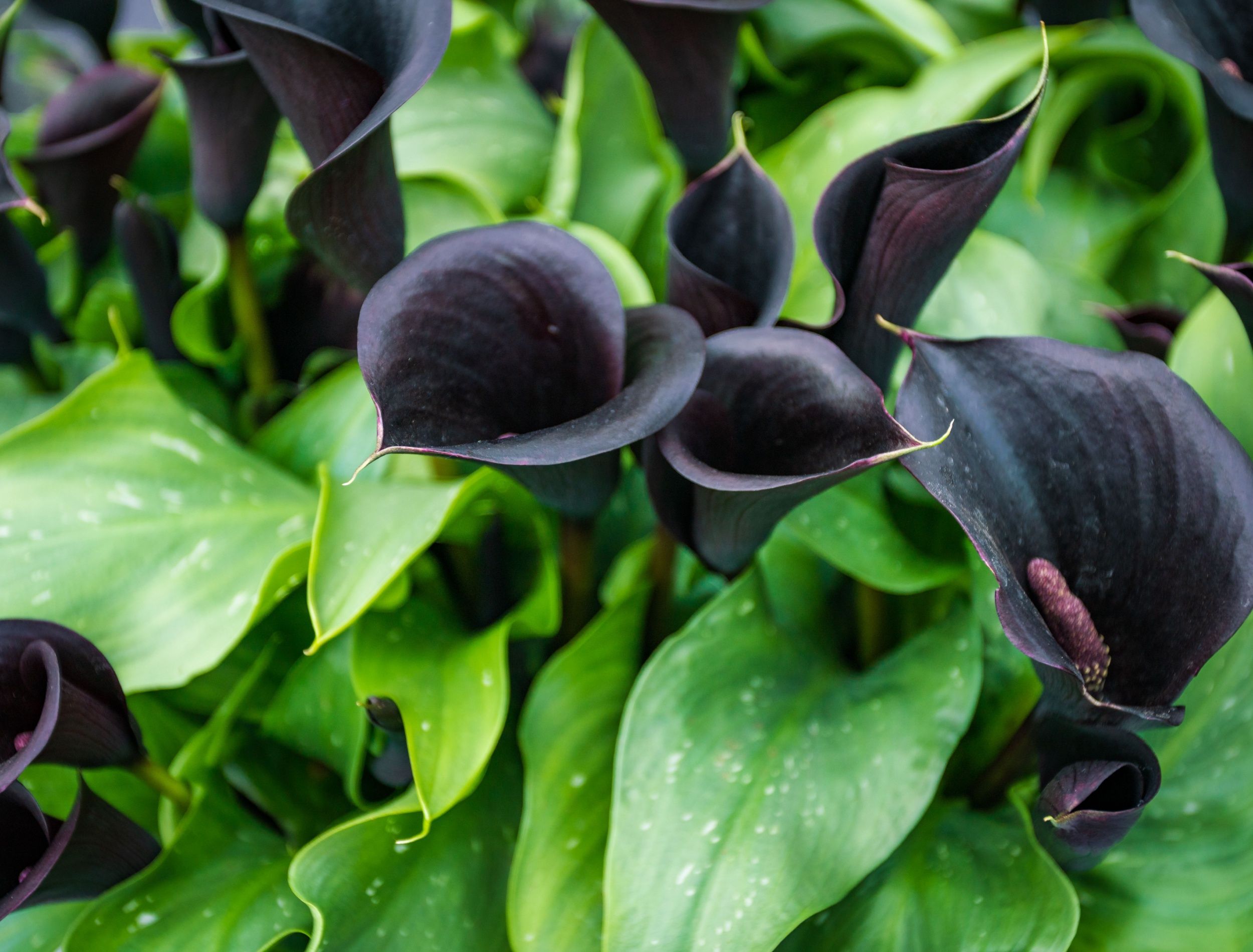 Black Calla Lilies For Sale