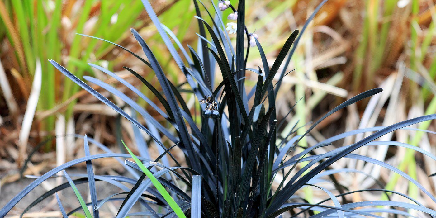 Start Gothic Landscaping with 5 Dark Plants for a Truly Black Garden