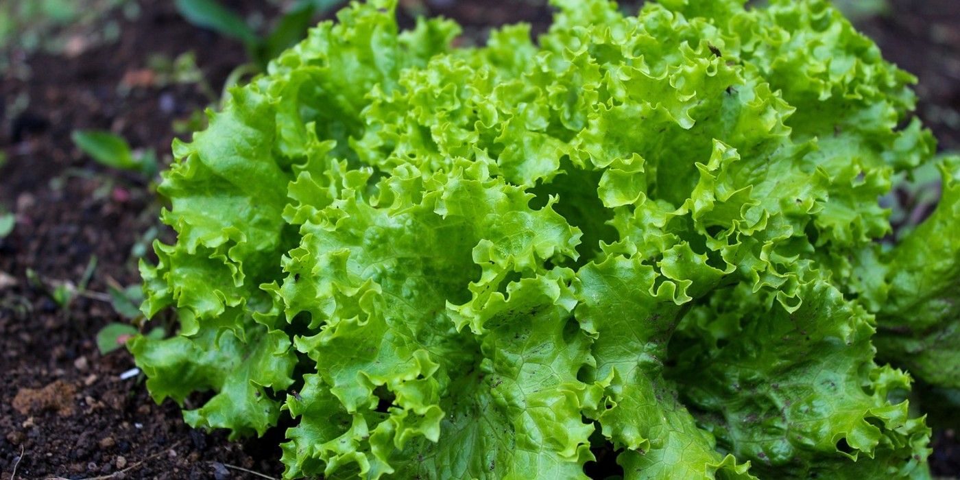 5 Heat Tolerant Lettuce Varieties to Grow in Summer