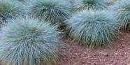 Use 6 Grass Types To Create Colorful Focal Points In The Landscape Use 6 Grass Types To Create Colorful Focal Points In The Landscape