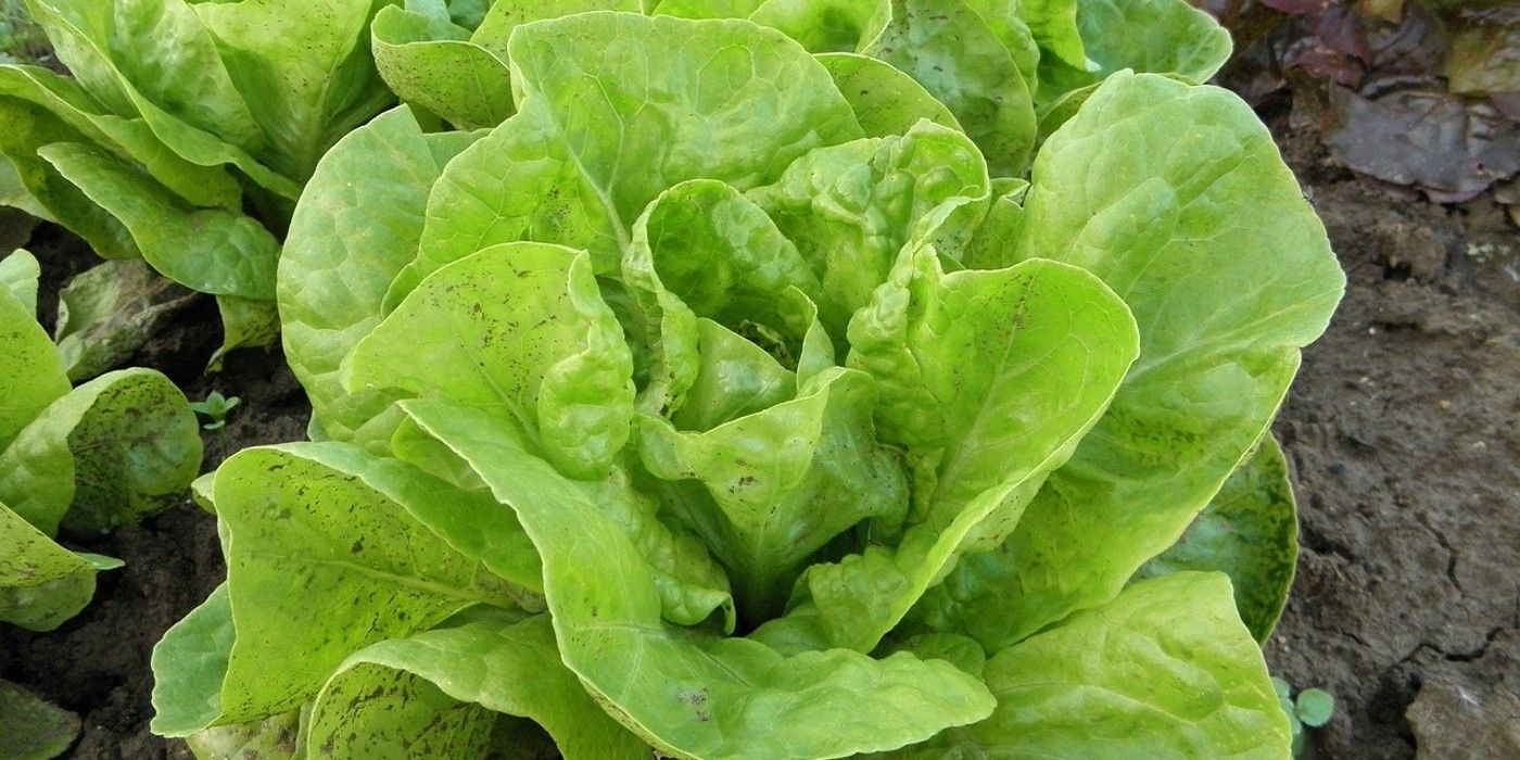 5 Heat Tolerant Lettuce Varieties to Grow in Summer