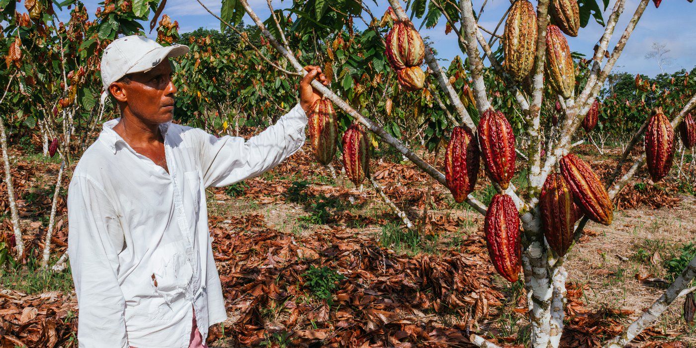 Grow Cocoa Beans: Set Your Home Garden up for Success