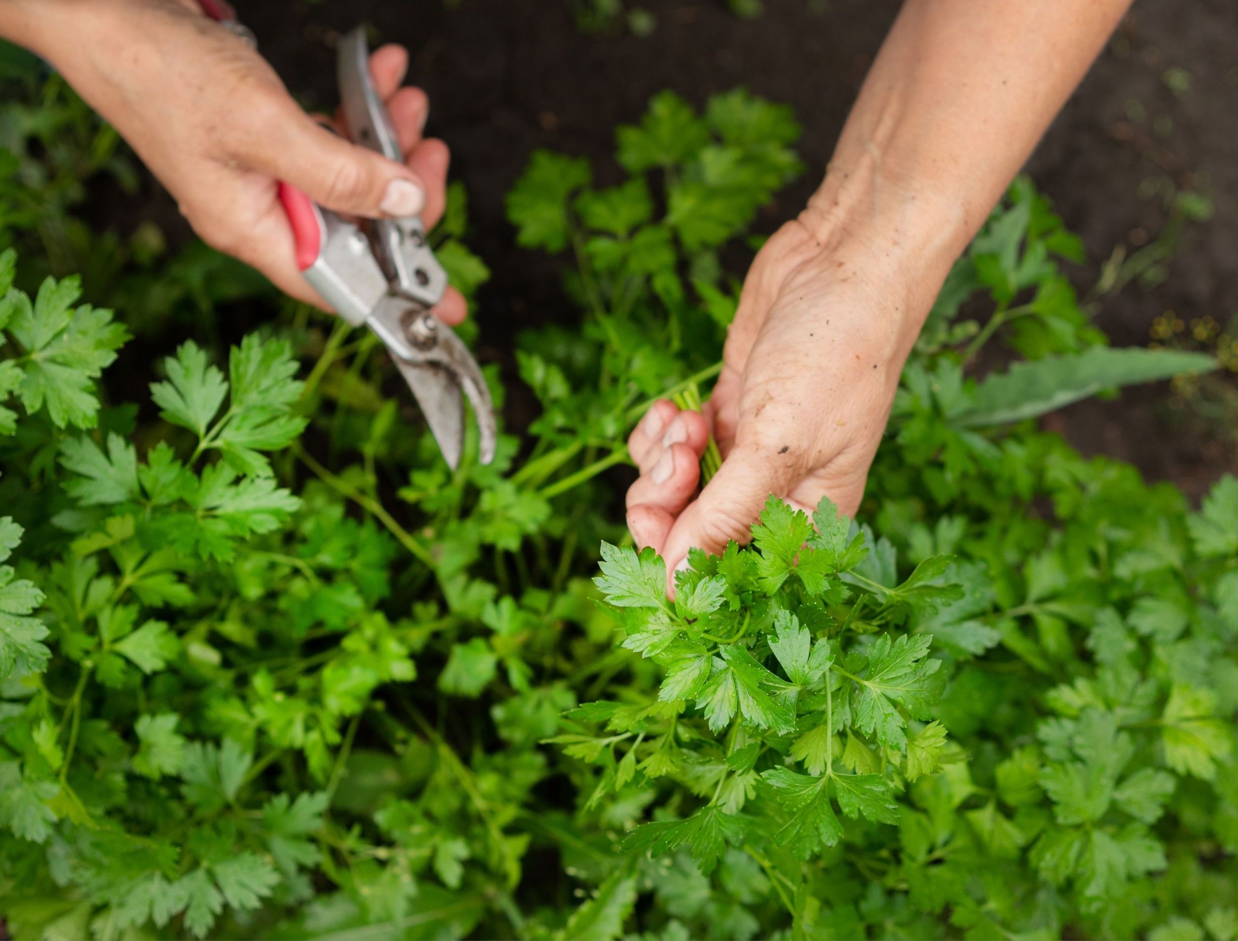 Spring Gardening Tips: The Magic of Epsom Salt