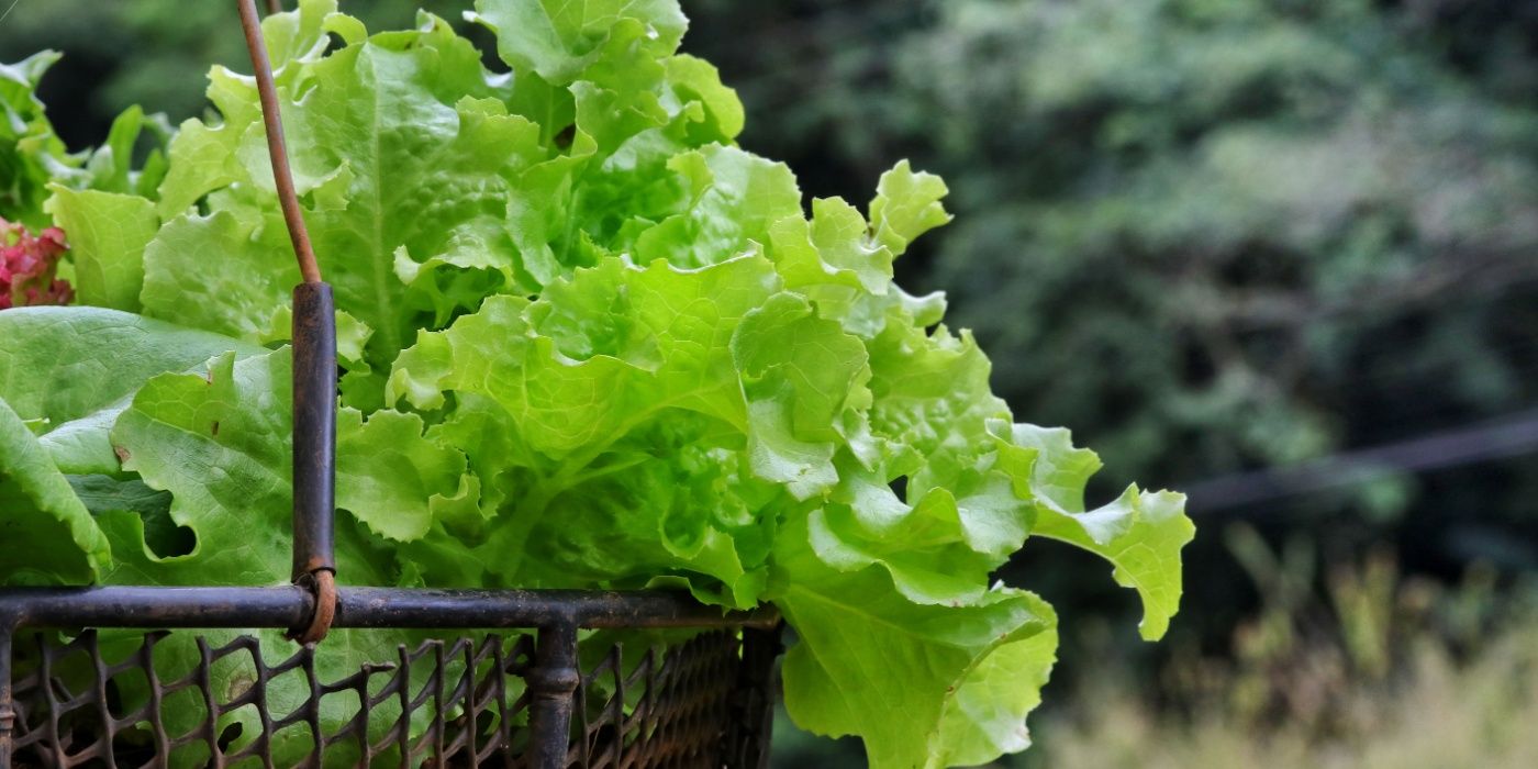 6 Plants to Grow in Hanging Baskets in Summer