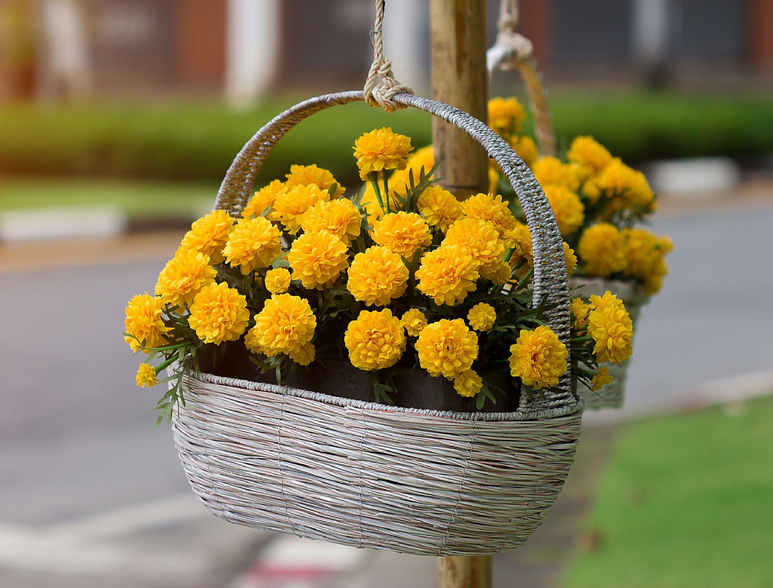 6 Plants to Grow in Hanging Baskets in Summer