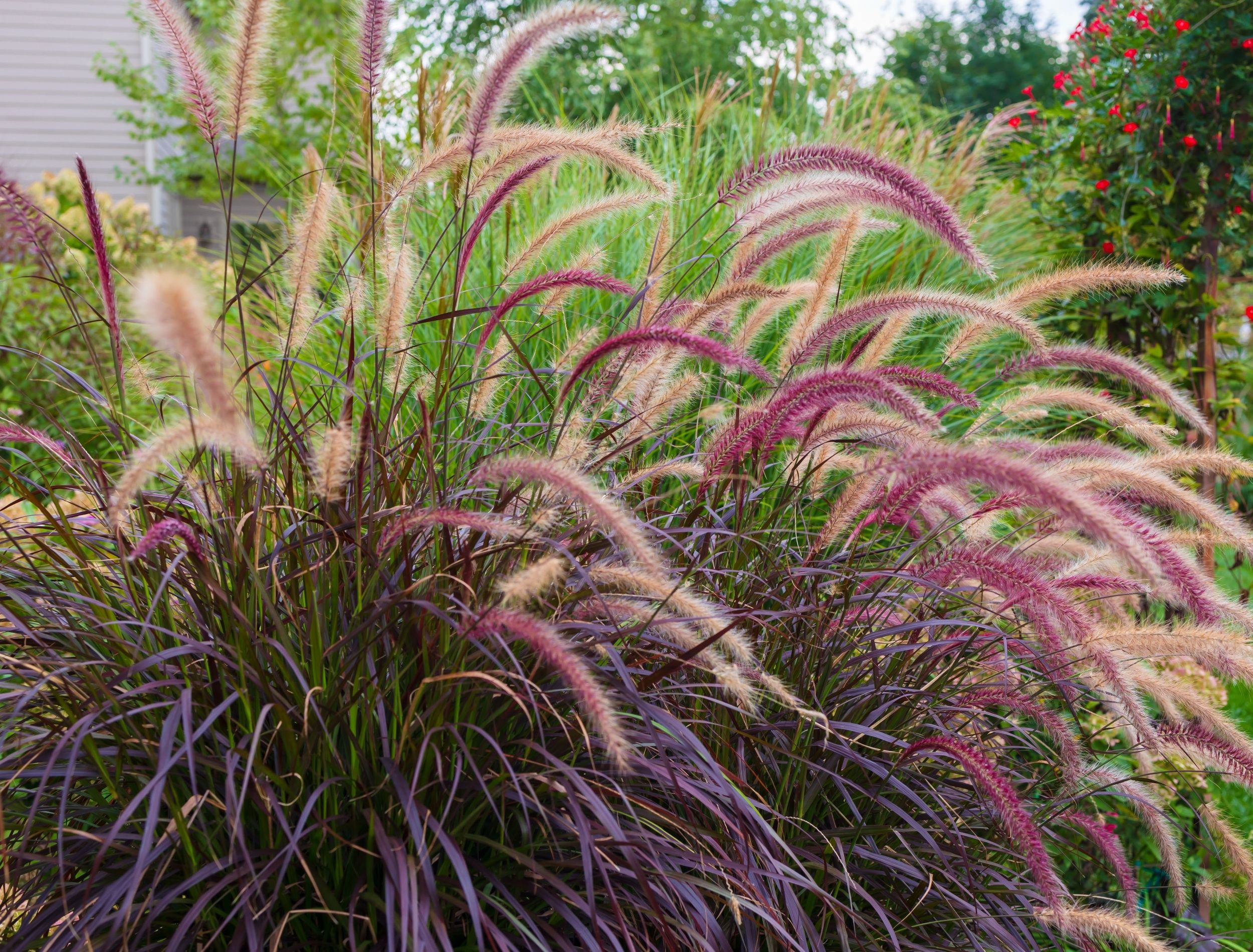 Use 6 Grass Types to Create Colorful Focal Points in the Landscape