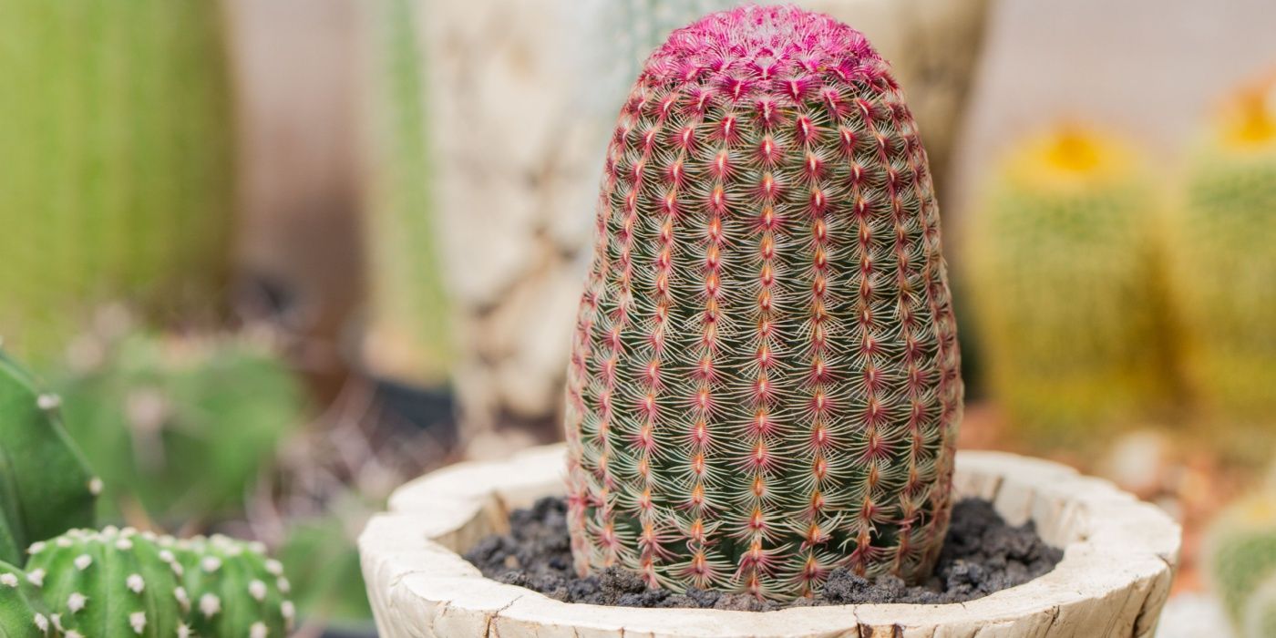 5 Types of Colorful Cacti to Add to Your Garden