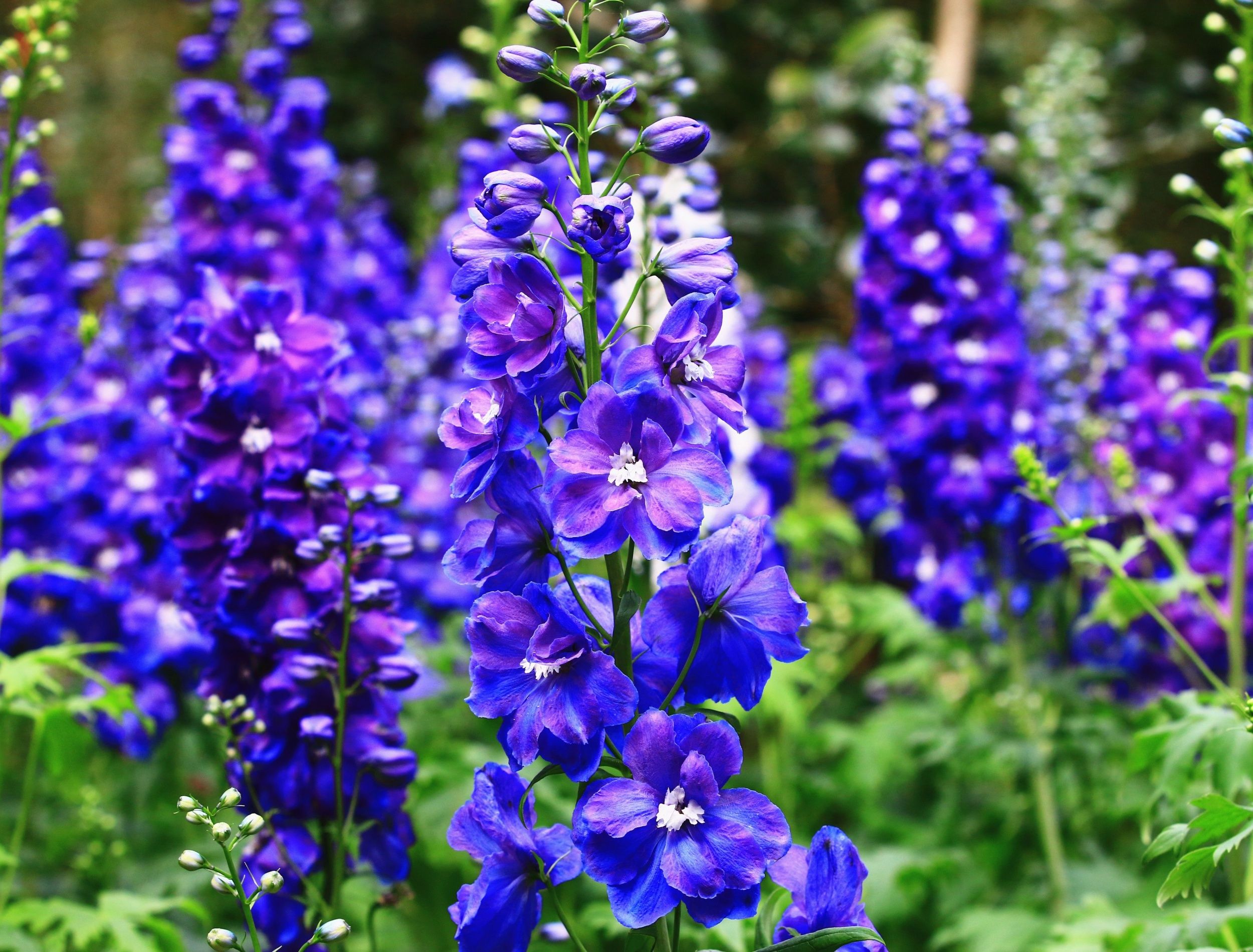 Celebrate July Birthdays with Larkspur and Water Lily