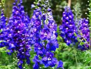 Celebrate July Birthdays With Larkspur And Water Lily