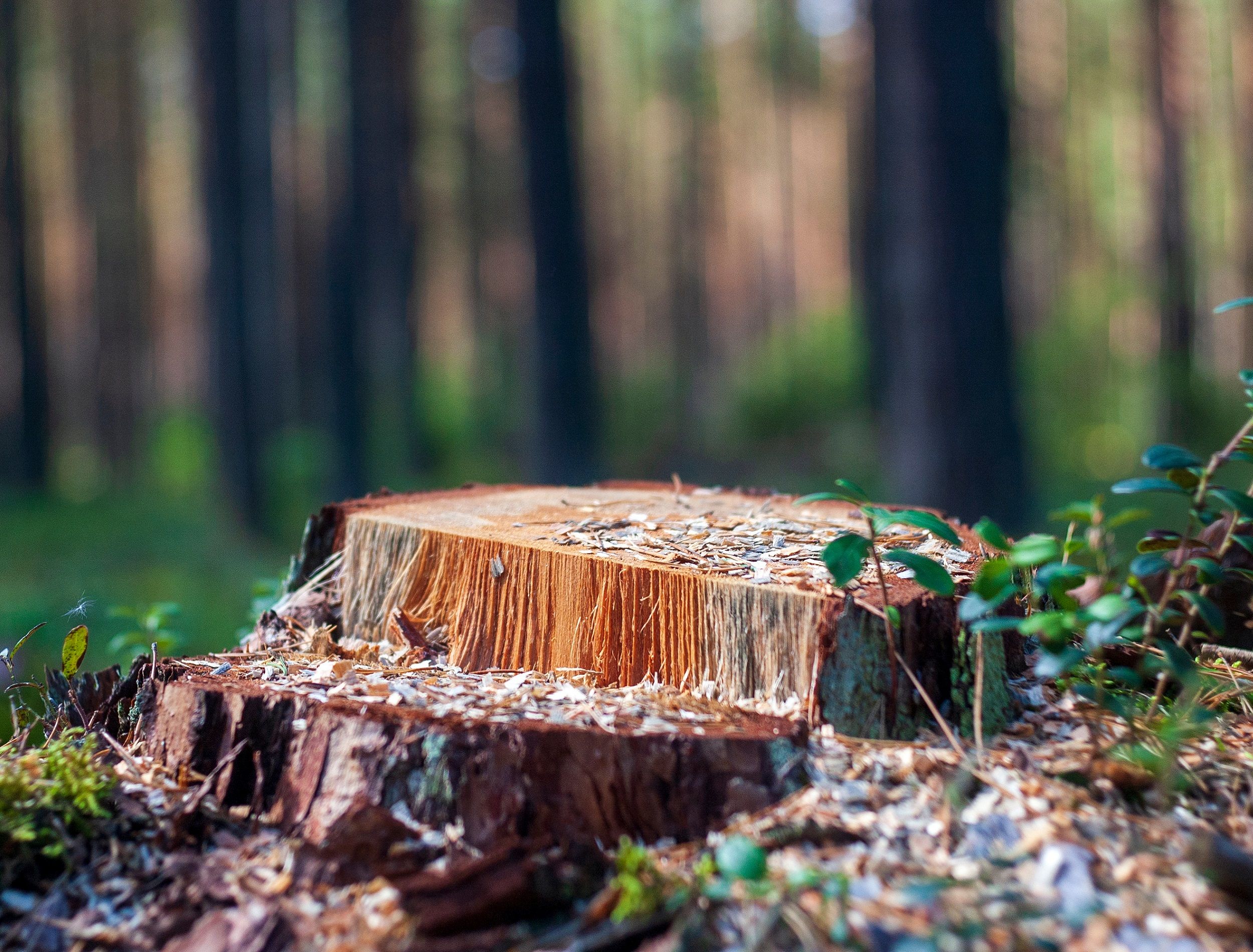 Find the Best Way to Get Rid of Tree Stumps