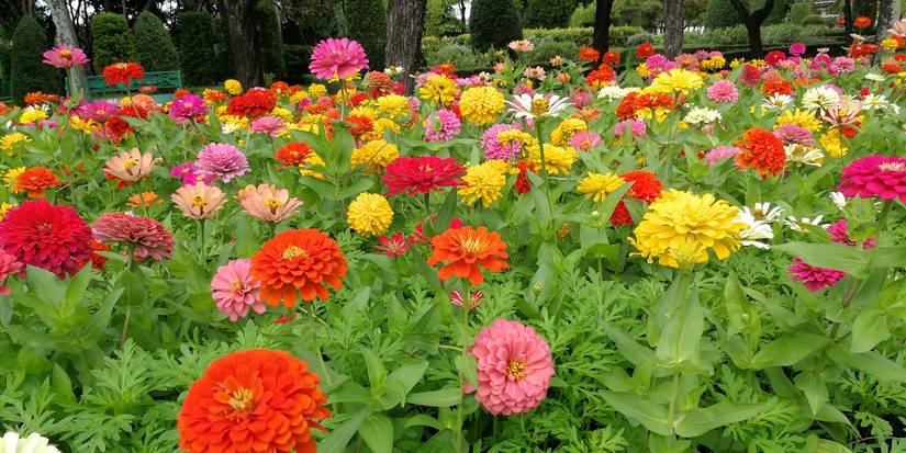 Spring Color Zinnia Transform Your Garden with Sunset Colors All Year