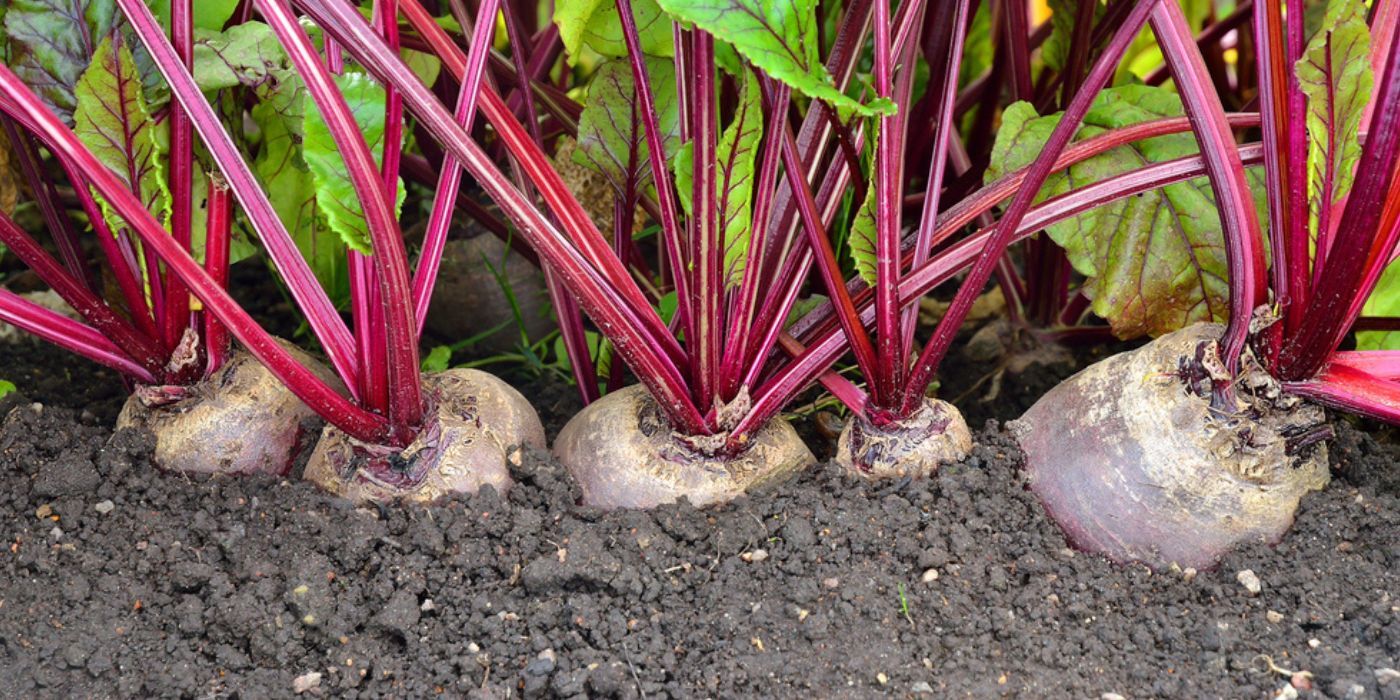 Beginner’s Guide 7 Fall Garden Plants You Can Grow With Ease