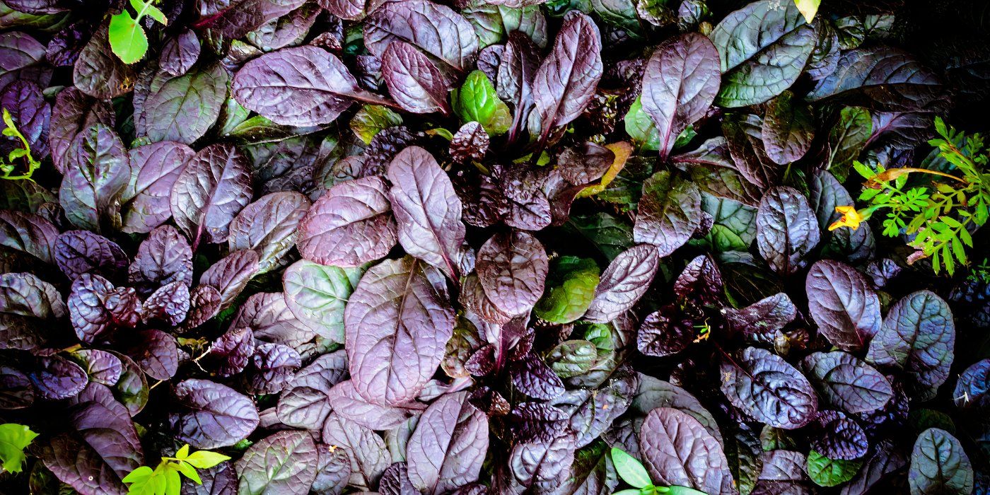 Use 7 Dark Leaf Plants To Bring Depth and Mystery To Your Garden