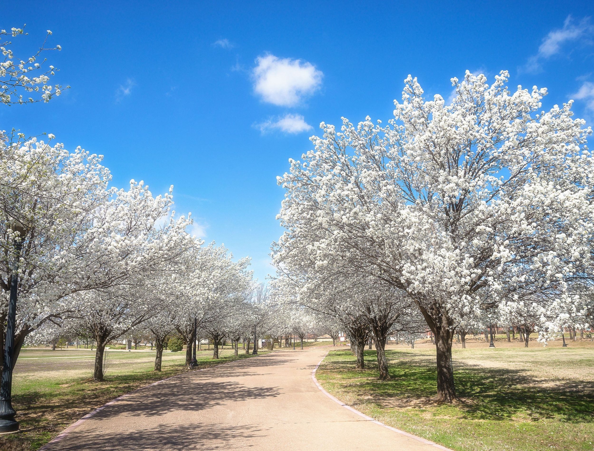 Transform Your Backyard with Valuable Landscaping Trees