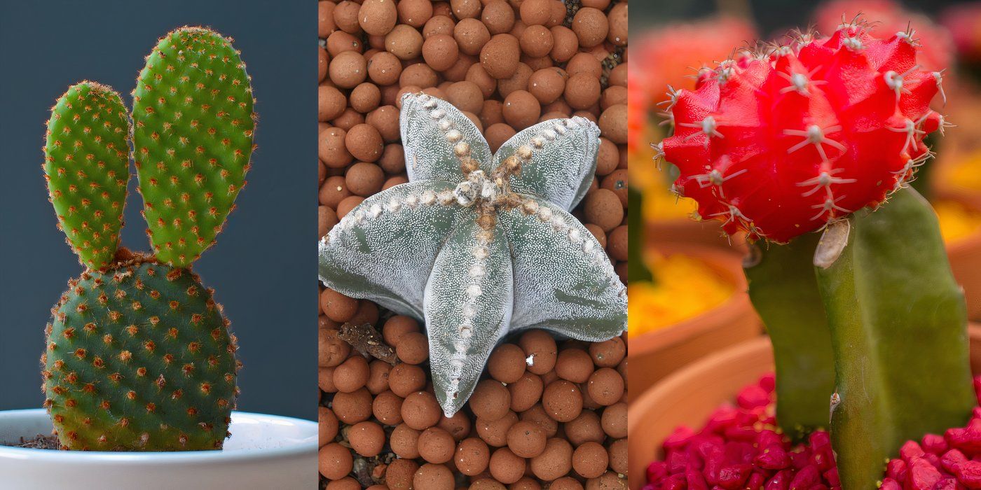 Hot Home and Garden Trends: Mini Cacti