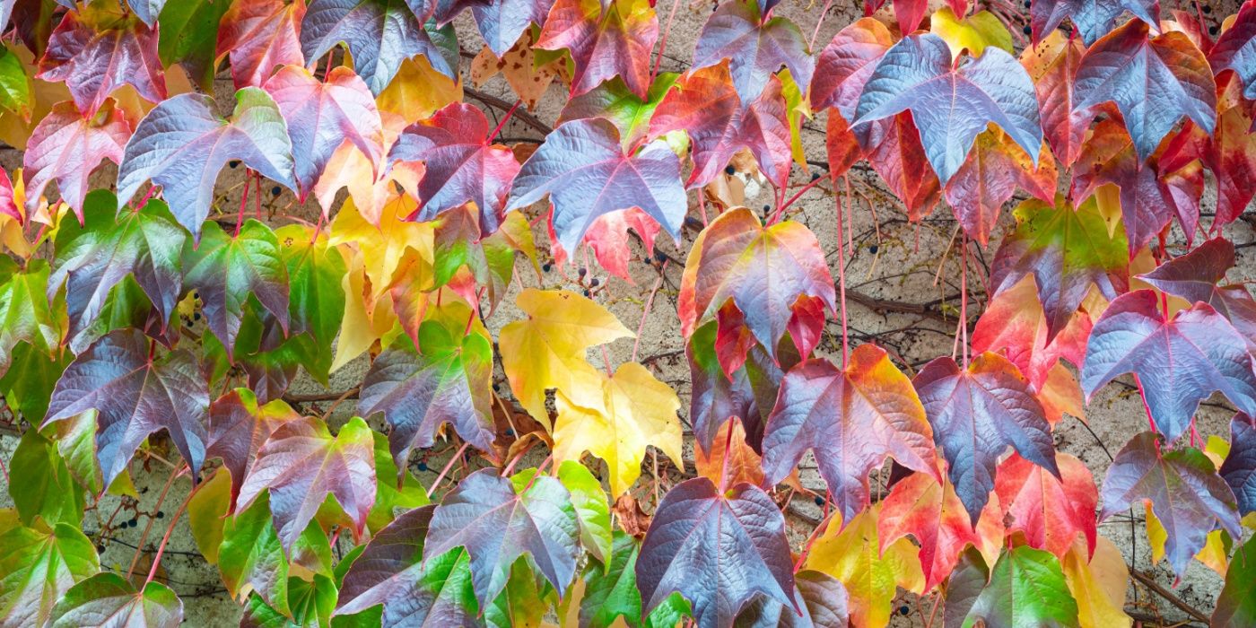 Best Spooky Vines to Haunt Your Garden This Halloween