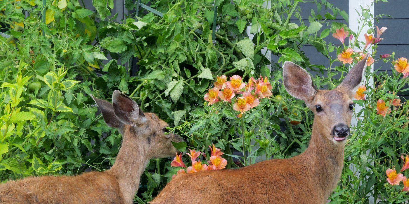 Fall Wildlife Control Tips to Keep Squirrels, Raccoons, and Mice at Bay